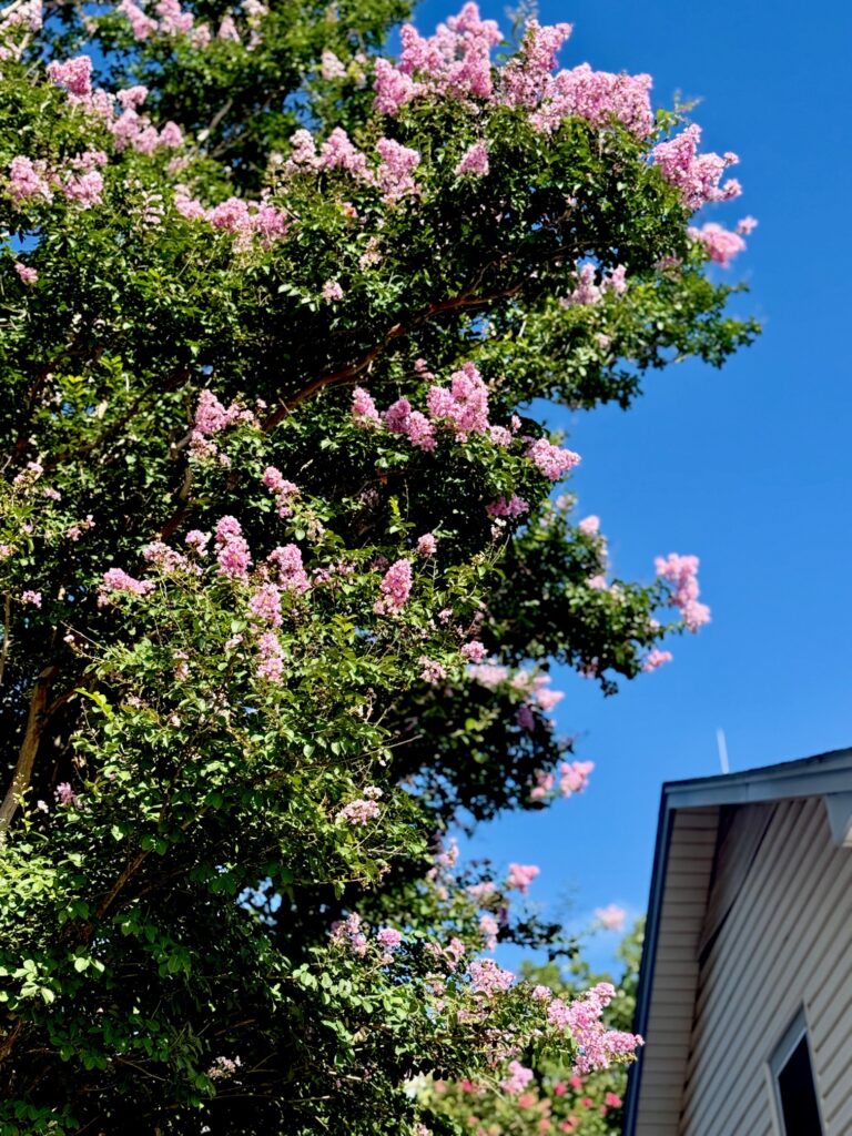 Large crape myrtle trees in beautiful soft pink and purple towering over a house