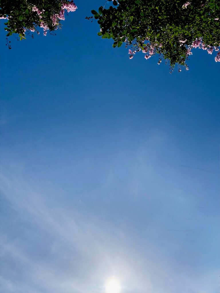 a beautiful clear picture of the deep blue sky with the sun poking through and the tops of massive crape myrtle trees waving hello